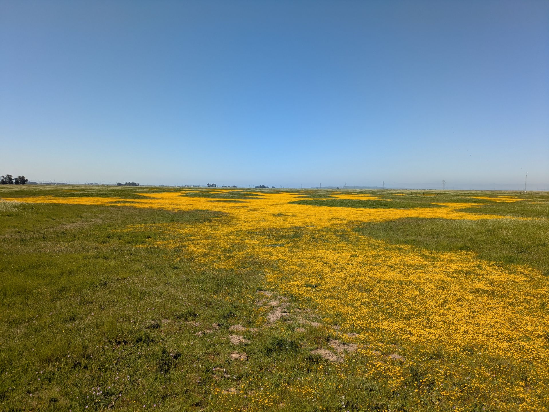 Photo of a bloom of yellow flowers at Jepson Prairie